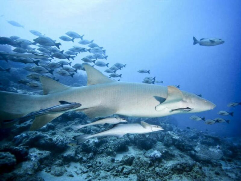Cairns: 2-Day Great Barrier Reef Dive and Snorkel Boat Trip - Final Thoughts: Is It Worth It?