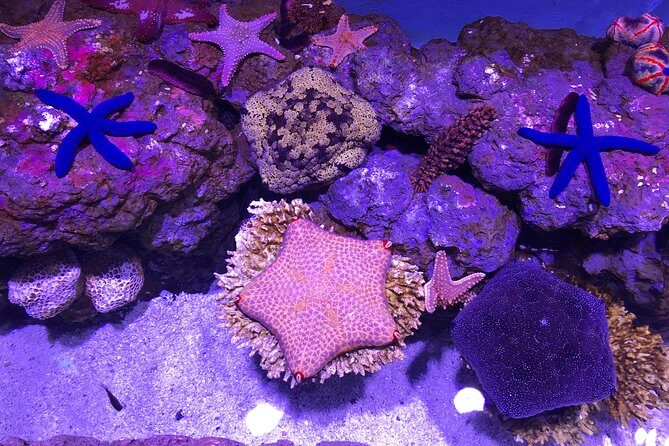 Cairns Aquarium Admission Ticket - Practicalities: Visiting and Ticketing