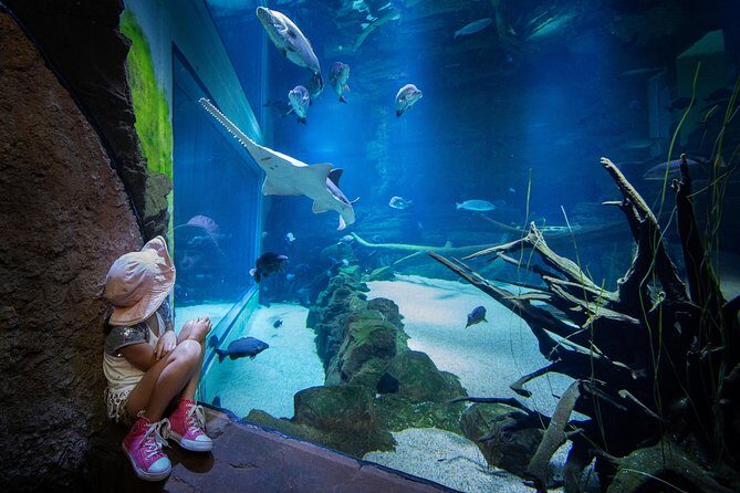 Cairns Aquarium Admission Ticket - Who Will Love This Experience?