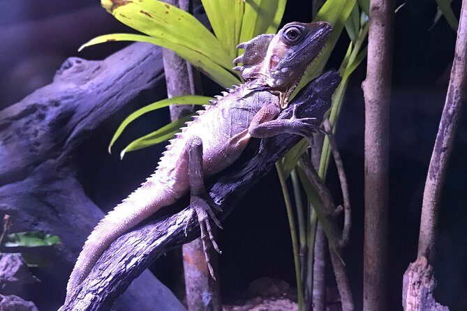 Cairns Aquarium Admission Ticket - FAQs