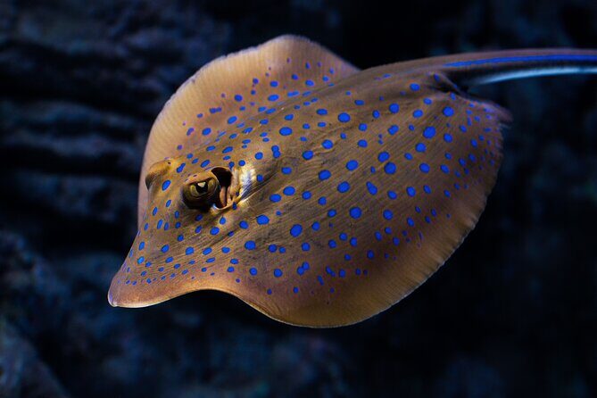 Cairns Aquarium by Twilight Tour - Key Points