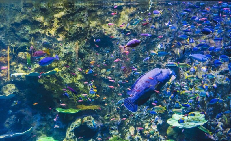 Cairns Aquarium General Admission Ticket - FAQs