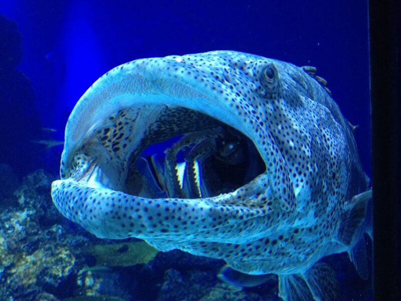 Cairns: Aquarium Guided Twilight Tour with 3-Course Dinner - An In-Depth Look at the Cairns Twilight Tour Experience