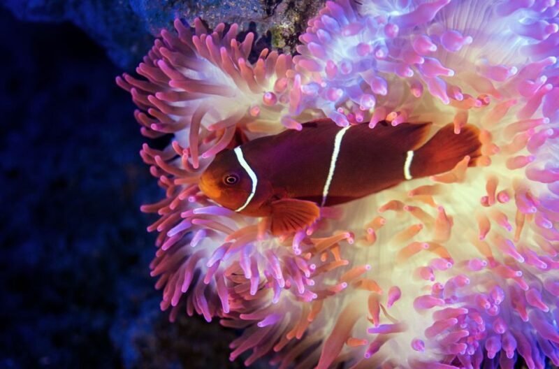 Cairns: Aquarium Guided Twilight Tour with 3-Course Dinner - The Sum Up