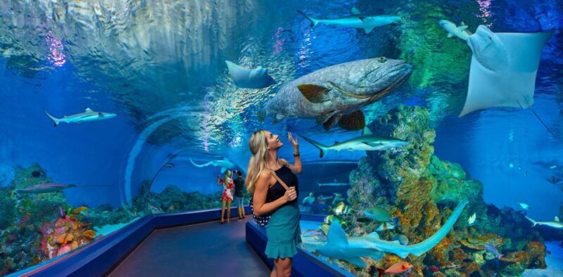 Cairns Aquarium Turtle Hospital and City Sightseeing Tour - Exploring Cairns Aquarium and Turtle Hospital