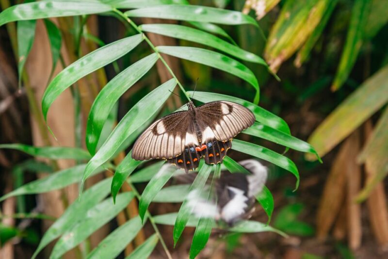 Cairns: Best of the Kuranda Rainforest Full-Day Tour & Lunch - Introduction: What You Can Expect from This Tour