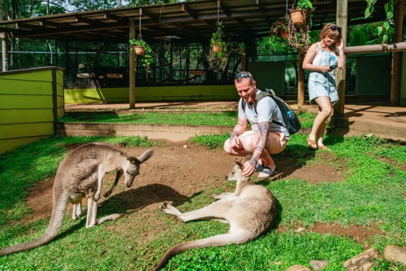 Cairns: Best of the Kuranda Rainforest Full-Day Tour & Lunch - Final Thoughts  