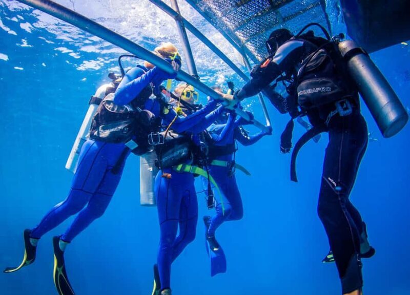 Cairns: Best Value All-inclusive Reef Trip With Scuba Dive - Authentic Insights from Travelers