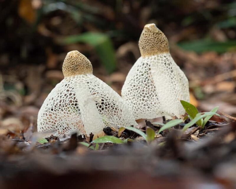 Cairns Botanic Gardens: Mushroom Photography Tour - Key Points