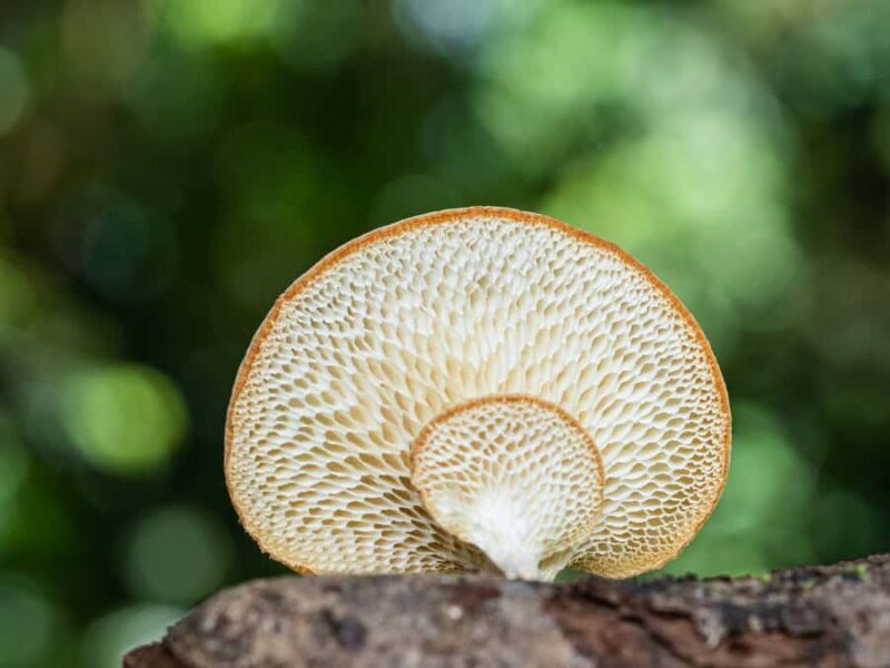 Cairns Botanic Gardens: Mushroom Photography Tour - Why This Tour Offers Great Value