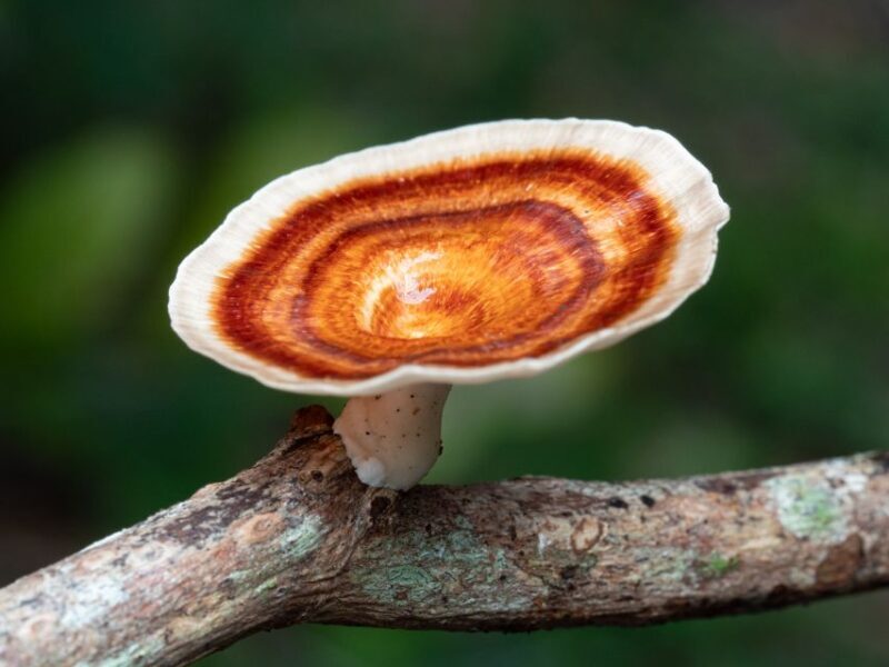 Cairns Botanic Gardens: Mushroom Photography Tour - FAQ
