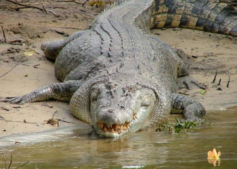 Cairns: Cape Tribulation, Beaches, Crocs & Swimming Day Tour - Who Will Love This Tour?