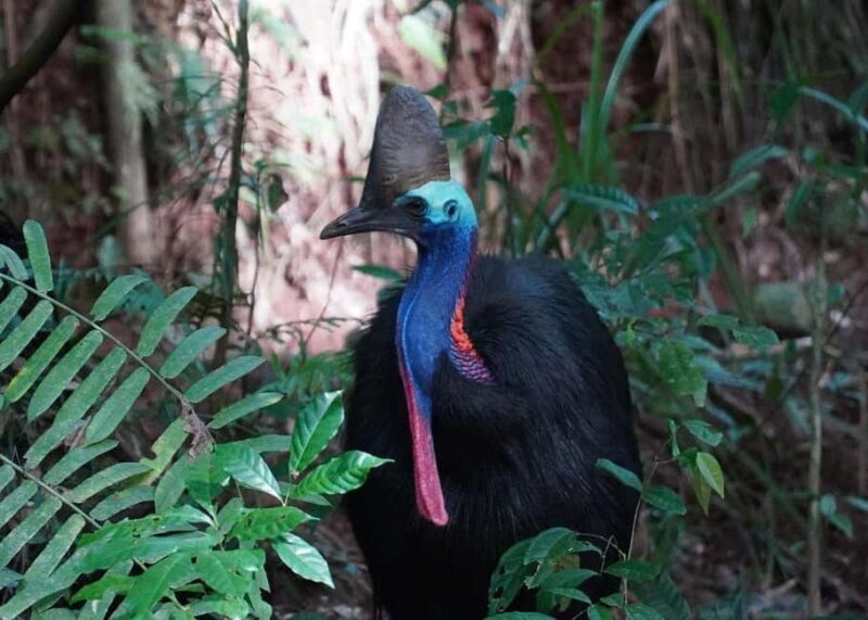 Cairns: Cape Tribulation, Beaches, Crocs & Swimming Day Tour - FAQ