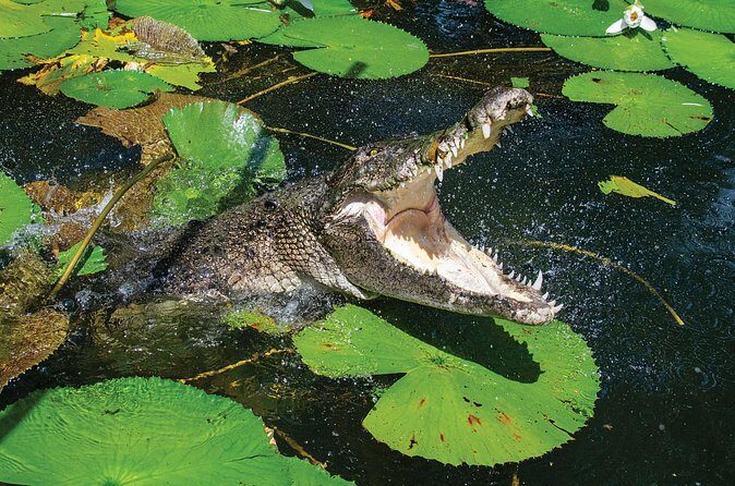 Cairns Cruise Ship Shore Excursion Crocodile and Wildlife Park - FAQs about the Cairns Crocodile and Wildlife Park Tour