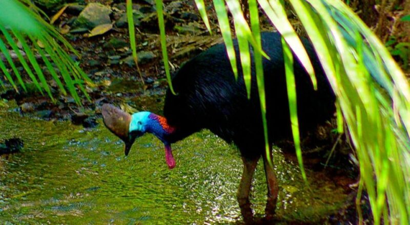 Cairns: Daintree, Mossman Gorge, & Cape Tribulation Day Trip - A Complete Guide to the Cairns Daintree, Mossman Gorge & Cape Tribulation Tour