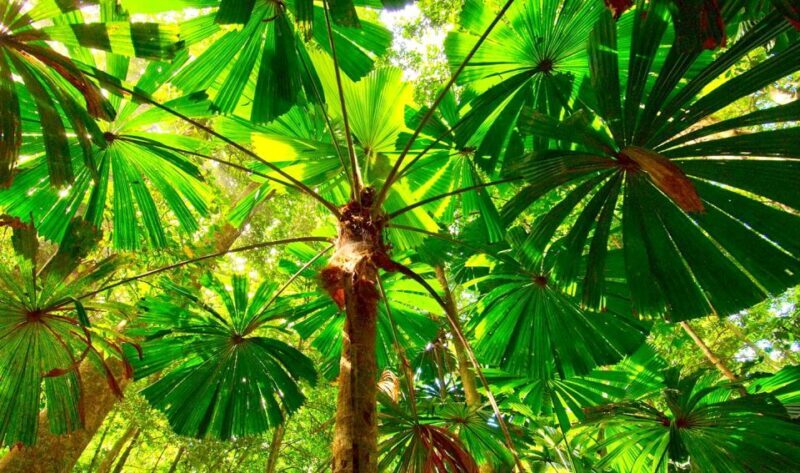 Cairns: Daintree, Mossman Gorge, & Cape Tribulation Day Trip - FAQs