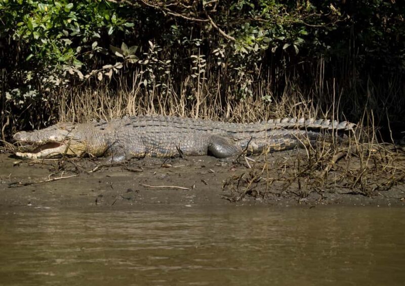 Cairns: Daintree, Mossman Gorge, & Cape Tribulation Day Trip - Final Words