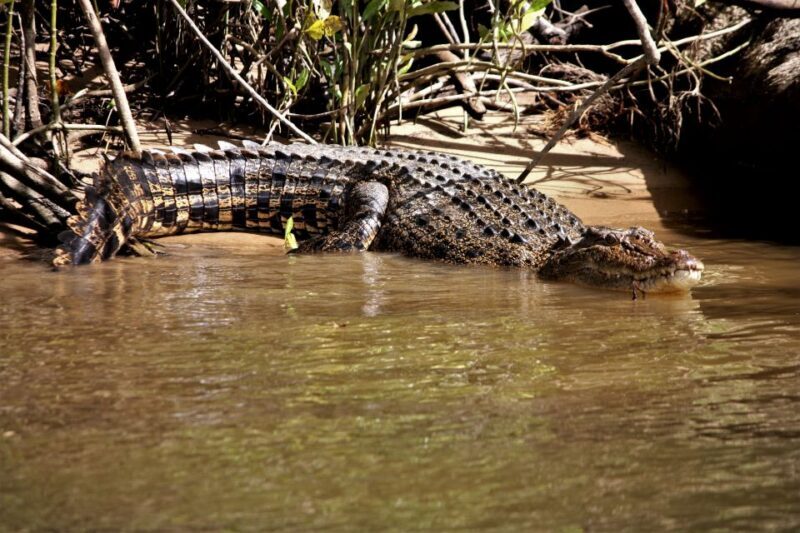 Cairns: Daintree Rainforest Wildlife Experience Cruise - Authentic Insights from Reviewers