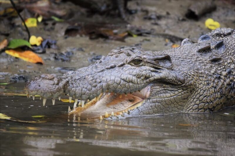 Cairns: Daintree Rainforest Wildlife Experience Cruise - The Sum Up