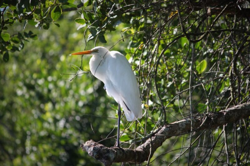Cairns: Daintree Rainforest Wildlife Experience Cruise - FAQ