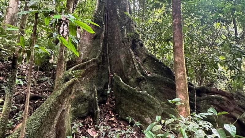 Cairns: Daintree River Cruise and Mossman Gorge - A Day in the Daintree: What to Expect