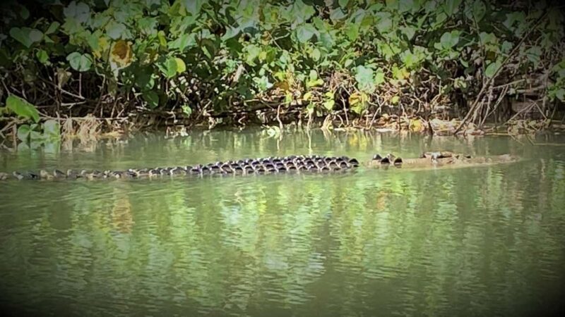 Cairns: Daintree River Cruise and Mossman Gorge - Authentic Experiences Highlighted by Reviewers
