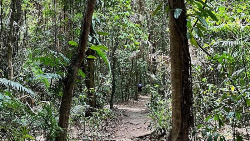 Cairns: Daintree River Cruise and Mossman Gorge - FAQs