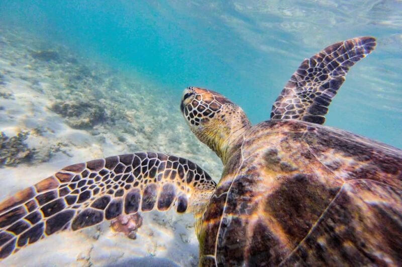 Cairns: Explore Dunk Island Day Tour - Practical Tips for Participants