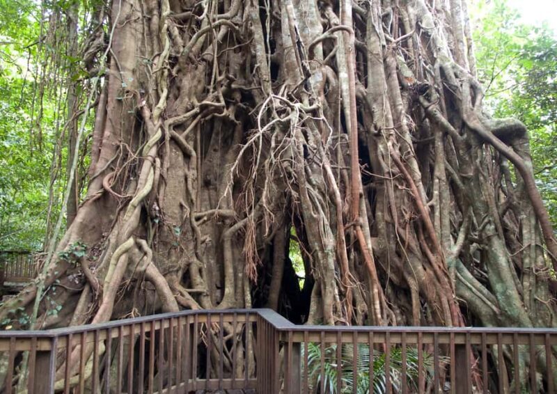 Cairns: Forest and Waterfalls Half-Day 4WD Guided Adventure - Key Points