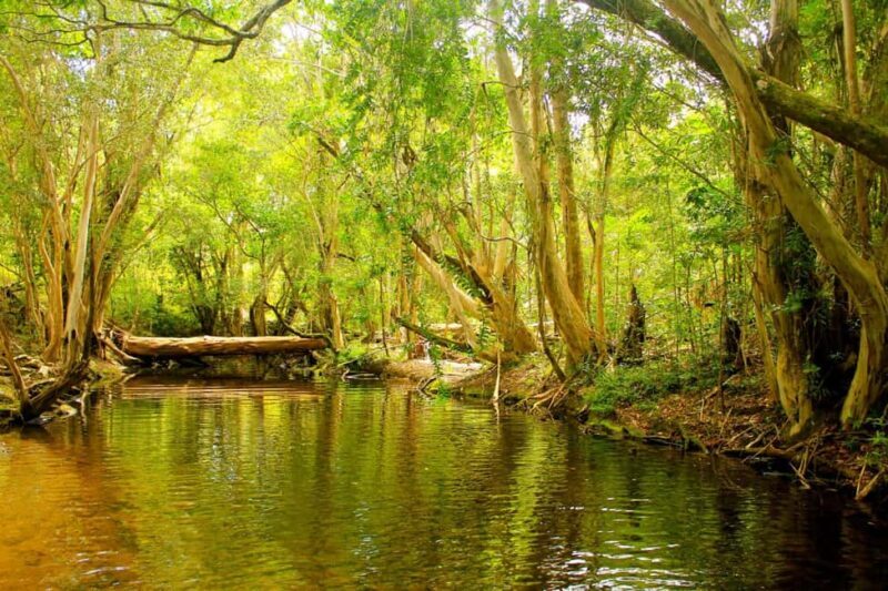 Cairns: Forest and Waterfalls Half-Day 4WD Guided Adventure - Discovering the Queensland Wet Tropics