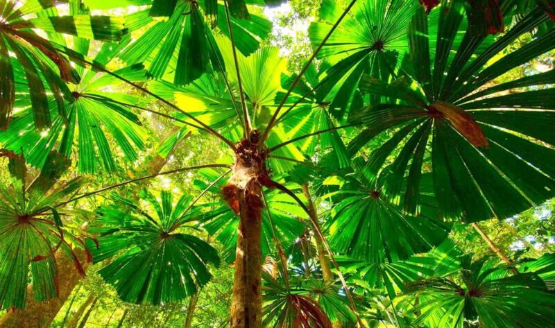 Cairns: Forest and Waterfalls Half-Day 4WD Guided Adventure - Practical Details and What You Need to Know