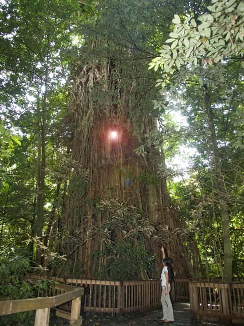 Cairns: Forest and Waterfalls Half-Day 4WD Guided Adventure - Who Is This Tour Best For?