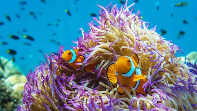 Cairns: Frankland Islands Great Barrier Reef Tour - What’s Included and What’s Not