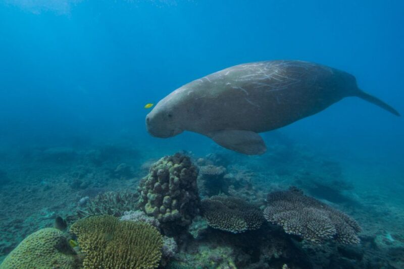 Cairns: Frankland Islands Great Barrier Reef Tour - Who Will Love This Tour?