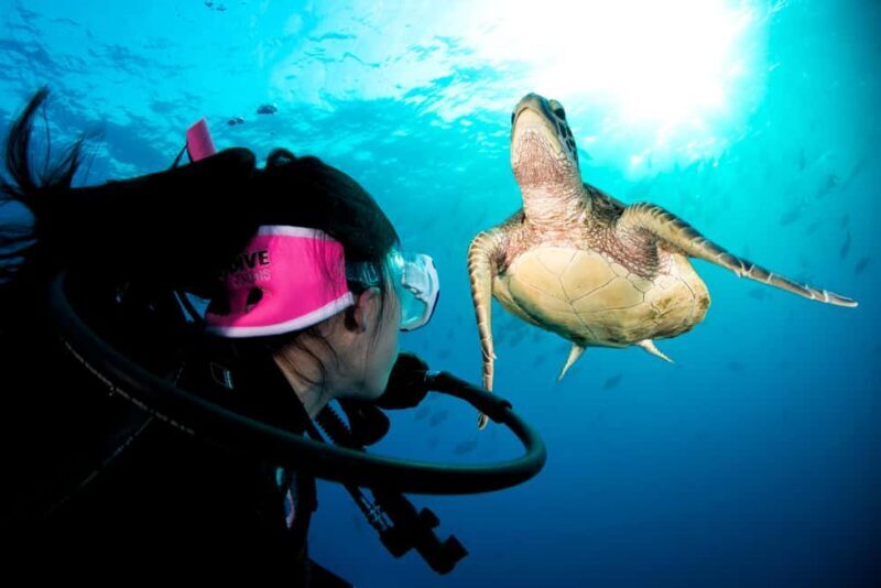 Cairns: Great Barrier Reef 3-Day Liveaboard Dive Trip - An In-Depth Look at the Experience