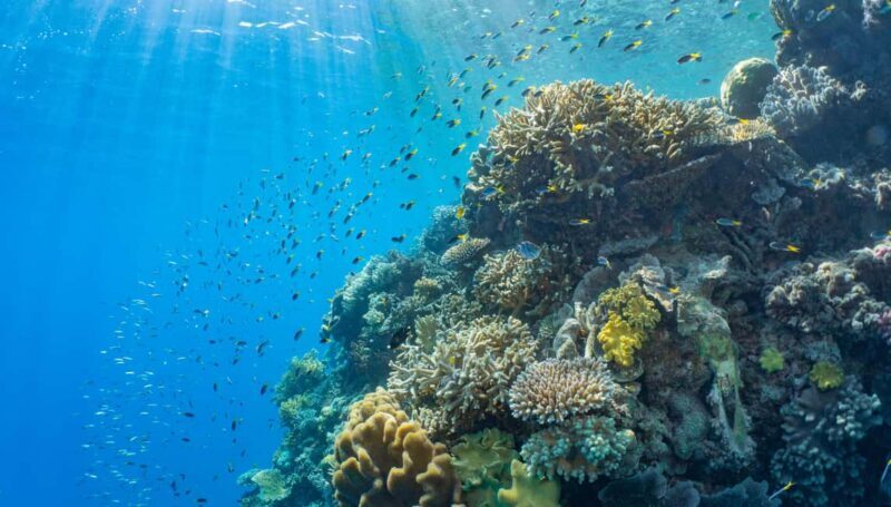 Cairns: Great Barrier Reef and Fitzroy Island Boat Tour - Potential Drawbacks to Consider
