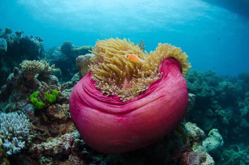 Cairns: Great Barrier Reef Overnight Snorkelling Boat Trip - FAQ