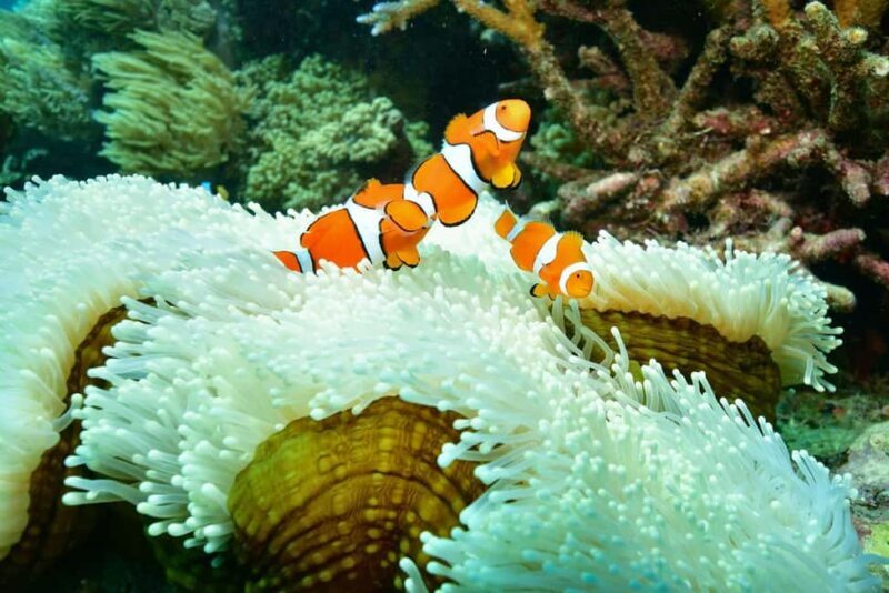 Cairns: Great Barrier Reef Pontoon with Water Activities - Additional Activities and Equipment: More Than Just Snorkeling