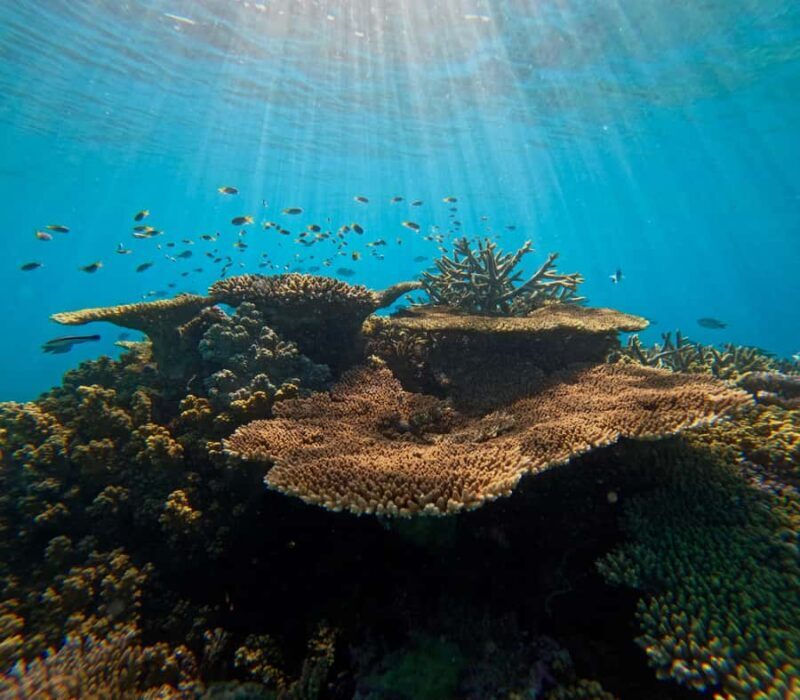Cairns: Great Barrier Reef Small Group Snorkelling Tour - Why This Tour Offers Great Value