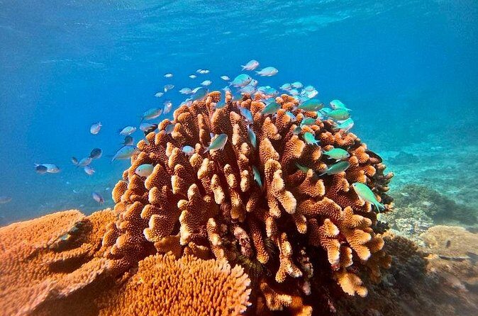 Cairns Great Barrier Reef Snorkel and Flight Adventure - Who Would Love This Tour?