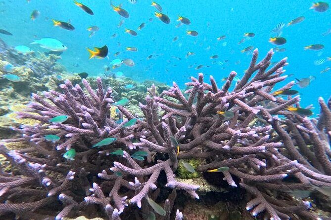 Cairns Great Barrier Reef Snorkel and Flight Adventure - FAQ
