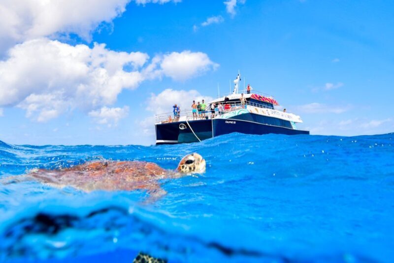 Cairns: Great Barrier Reef Snorkeling Cruise with Lunch - The Value for Money