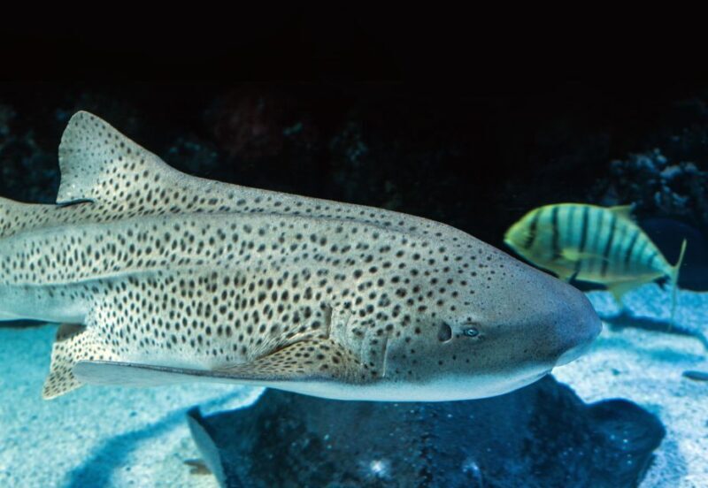 Cairns: Guided Twilight Tour of the Aquarium - The Value of the Tour