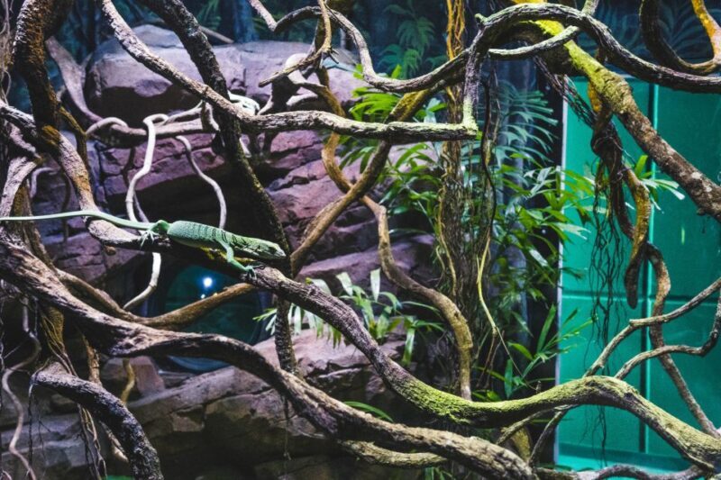 Cairns: Guided Twilight Tour of the Aquarium - Who Should Book This Tour?