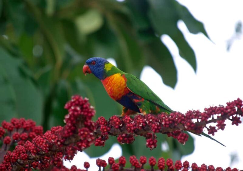 Cairns: Half-Day 4WD Rainforest & Waterfall Tour - Final Thoughts