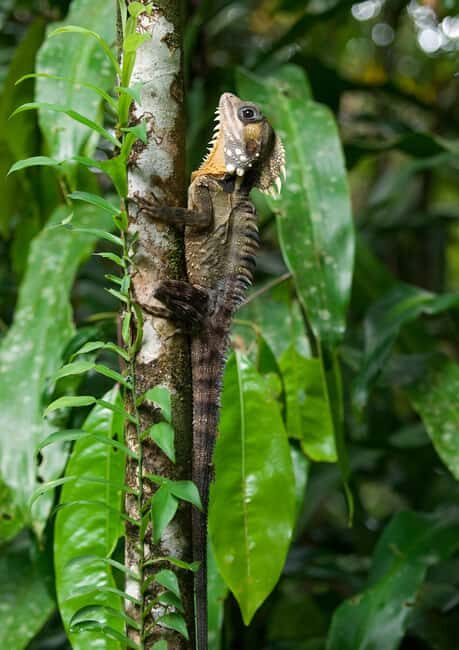 Cairns: Half-Day 4WD Rainforest & Waterfall Tour - FAQ