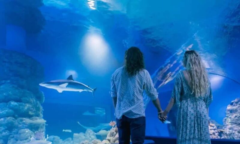 Cairns: Hot Air Balloon Flight & Cairns Aquarium Entry - Key Points