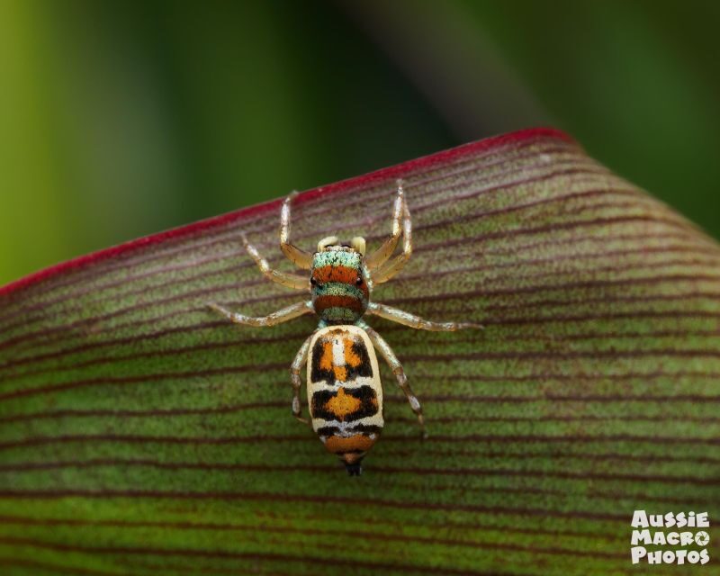 Cairns: Insect Photography Tour of Cairns Botanic Gardens - Exploring the Cairns Insect Photography Tour