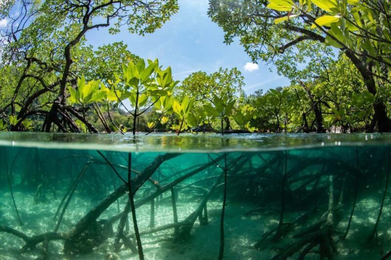 Cairns: Koalas and Creatures Entry Ticket - What Do the Reviews Say?