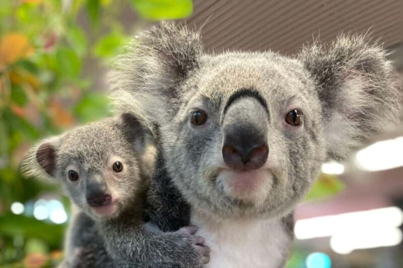 Cairns: Koalas and Creatures Entry Ticket - Accessibility and Convenience